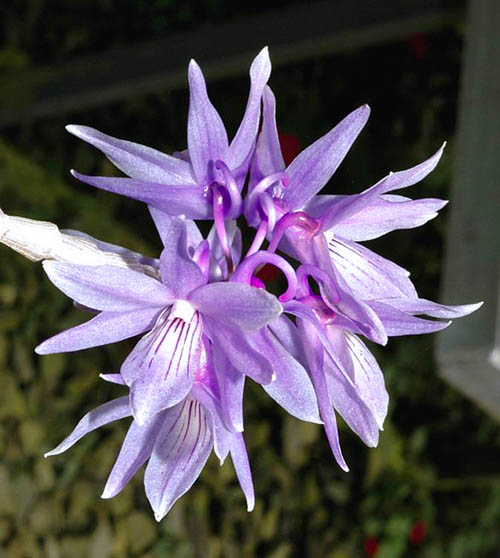 Dendrobium ceraula