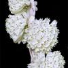 Dendrobium purpureum alba