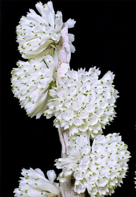 Dendrobium purpureum alba