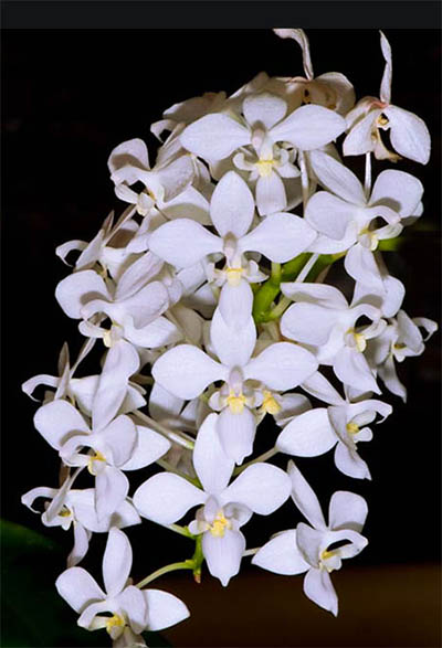 Phalaenopsis equestris alba