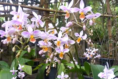 Phalaenopsis equestris f Calayan