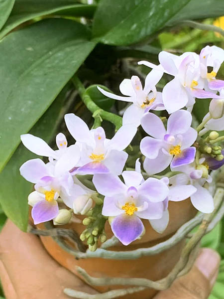 Phalaenopsis equestris coerulea