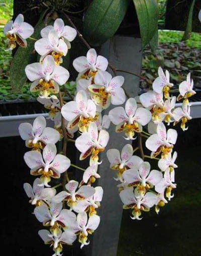 Phalaenopsis stuartiana Sogo