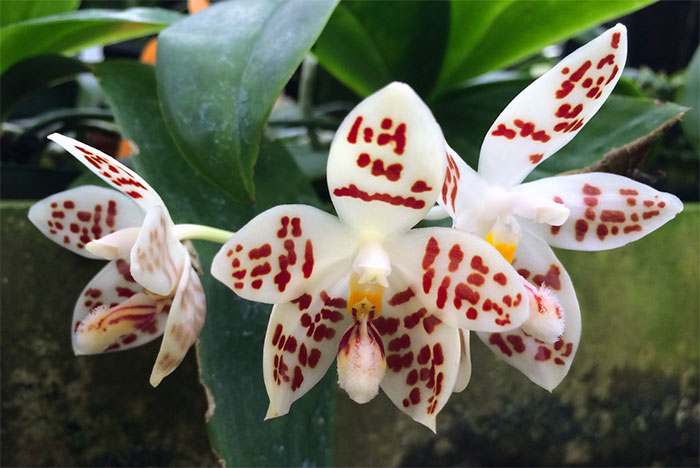 Phalaenopsis zebrina