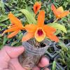 Dendrobium Chanthaboon Sunrise 'Orange Eye'