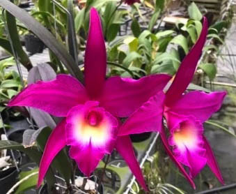 Rhyncholaeliocattleya TLDC Divine Phoenix 'Pterodactyl'