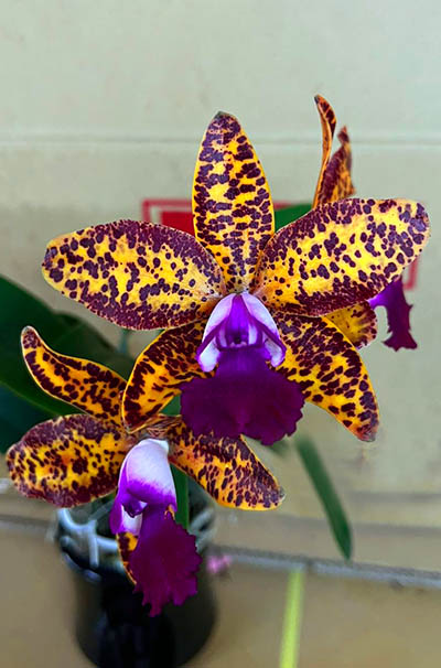 Cattleya Leopard Lou 'Satay'