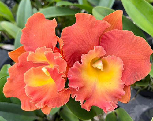 Rhyncholaeliocattleya Star of Siam 'Pumpkin'