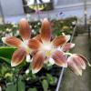Phalaenopsis tetraspis 'Smoked' stem prop