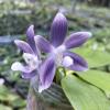 Phalaenopsis tetraspis 'Blue ZW130' stem prop