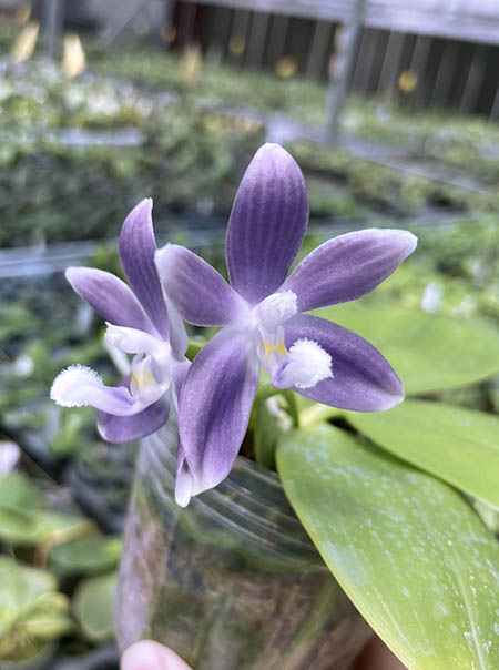 Phalaenopsis tetraspis 'Blue ZW130' stem prop