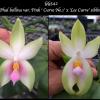 Phalaenopsis bellina var Pink 'Curve No1' x 'Lee Curve'