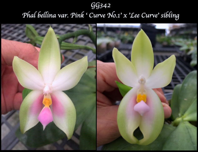 Phalaenopsis bellina var Pink 'Curve No1' x 'Lee Curve'