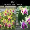 Phalaenopsis bellina 'May' x 'Fruitful'