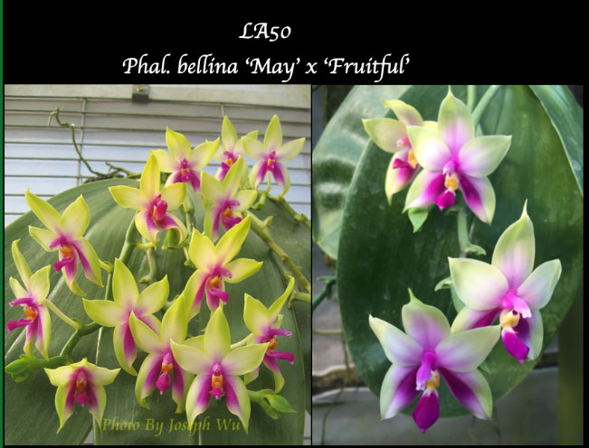 Phalaenopsis bellina 'May' x 'Fruitful'