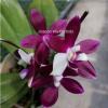 Phalaenopsis tetraspis 'Purple' stem prop