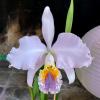 Cattleya mossiae coerulea 'Roraima' x self