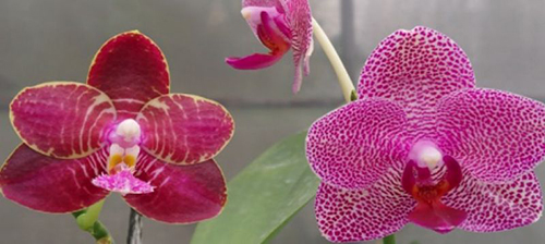 Phalaenopsis Zheng Min Diffuse 'Peter' x Mels Purple Ruby 'Peter'