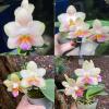 Phalaenopsis Joy Treasure (Joy Spring Venus x Joy Spring Canary 'Orange')