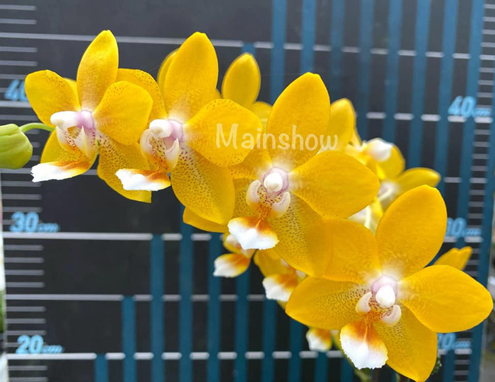 Phalaenopsis Mainshow Golden Crown