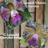 Cattleya leopoldii trilabelo coerulea x  leopoldii coerulea 'Indigo'
