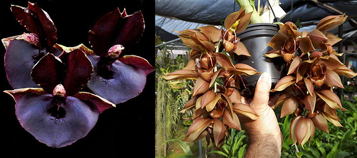 Catasetum ((J Burchett x Orchidglade) x (J Burchett x Susan Fuchs)) x dupliciscutula