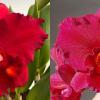 Potinara Elaine Taylor 'Krull-Smith' FCC/AOS x Potinara Lebenkreis 'Diamond Orchids'