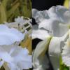 Cattleya warscewiczii f alba 'Kathleen' AM/AOS x warscewiczii f alba ‘Leo Holguin’ FCC/AOS