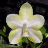Phalaenopsis Mituo 24 Solar Terms 'White Dew'