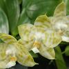 Phalaenopsis Mituo Golden Tiger 'TTT'