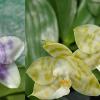 Phalaenopsis Mituo Purple Dragon 'BLue White' x Mituo Golden Tiger 'TTT'