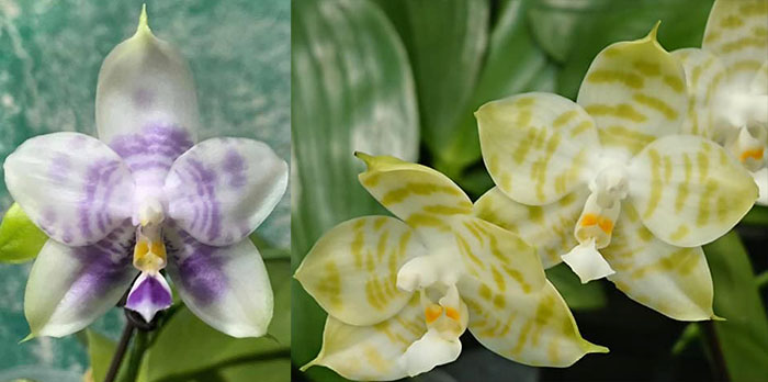 Phalaenopsis Mituo Purple Dragon 'BLue White' x Mituo Golden Tiger 'TTT'