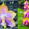 Phalaenopsis Mituo Reflex Dragon 'Blue - 2' x Mituo Love 'Rainbow-520'