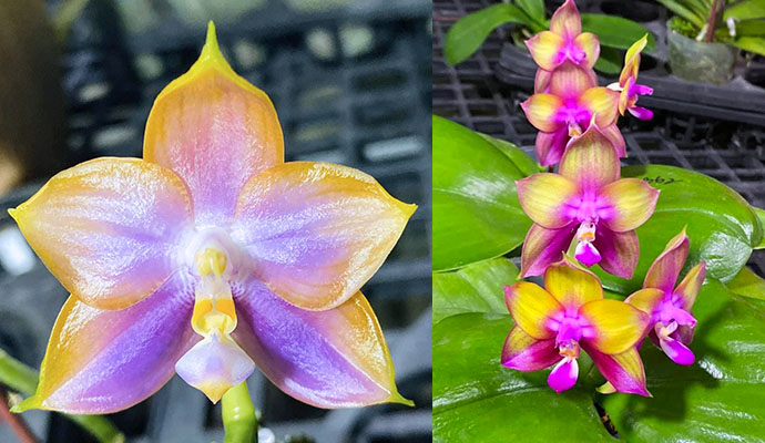 Phalaenopsis Mituo Reflex Dragon 'Blue - 2' x Mituo Love 'Rainbow-520'