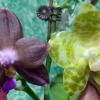 Phalaenopsis Mituo Purple Dragon x gigantea alba 'Ta wei'