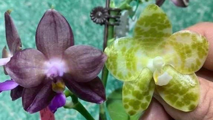 Phalaenopsis Mituo Purple Dragon x gigantea alba 'Ta wei'
