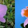 Cattleya percivaliana x sib ('La Union' x pelorica 'Hercules')