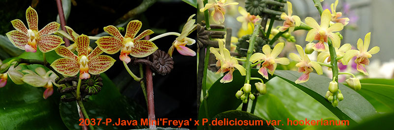 Phalaenopsis Java Mini 'Freya' x deliciosum var hookerianum