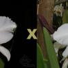 Cattleya percivaliana alba (grandiflora 'Sonia' x 'Fumaca')