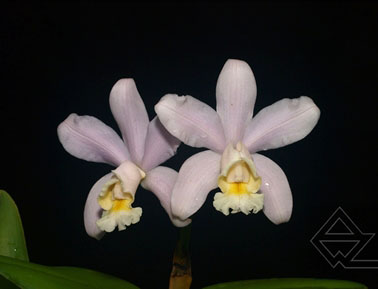 Cattleya harrisoniana 'Perola Majorca' x SELF