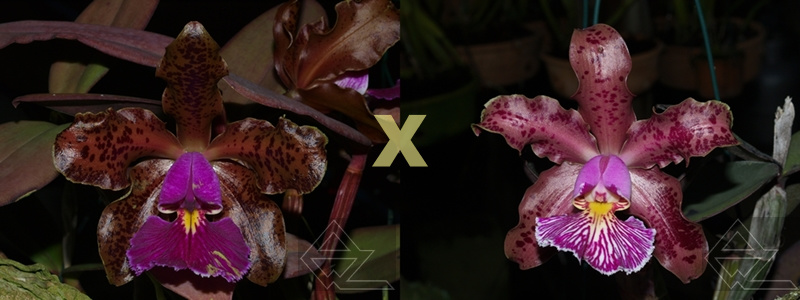 Cattleya schilleriana 'Labelo veludo escuro' x 'Surpresa'