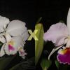 Cattleya labiata semi alba 'Marina' x 'Perola Rubra'