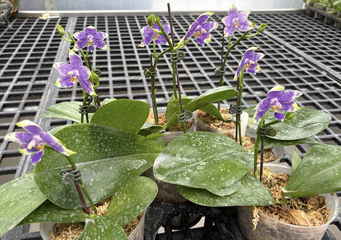 Phalaenopsis Yaphon Blue Jewel