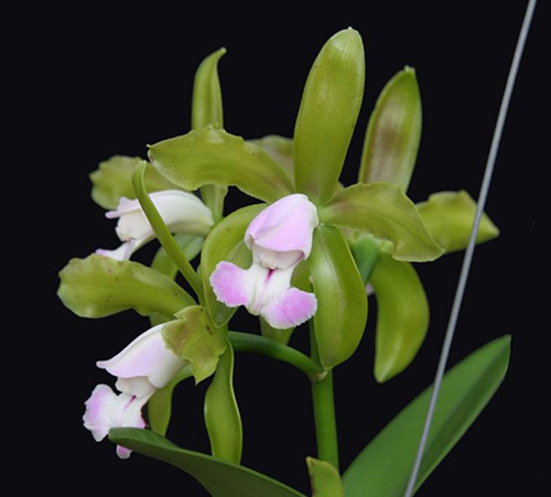 Cattleya leopoldii lilacinela