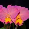 Cattleya Smile Again Hawaii