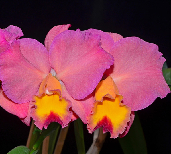 Cattleya Smile Again Hawaii