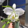 Cattleya Monita Andina