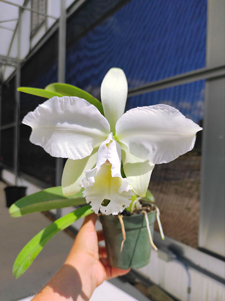 Cattleya Monita Andina