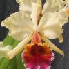 Cattleya Triumphans