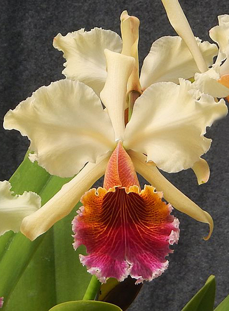 Cattleya Triumphans